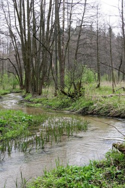 Rezerwat nad Tanwią