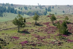 Zlatibor