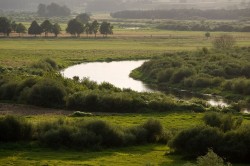 Narew