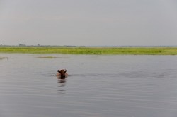 Szczęśliwa krowa z Drozdowa