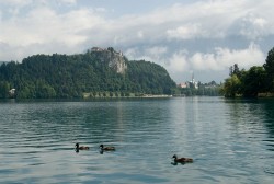 Bled