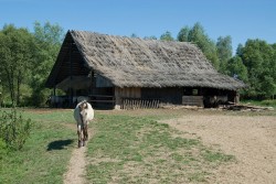 Konik Polski