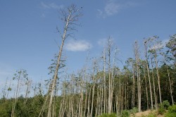 Kąty Rybackie - kormorany