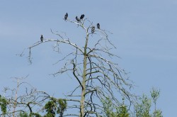 Kąty Rybackie - kormorany