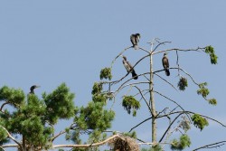 Kąty Rybackie - kormorany