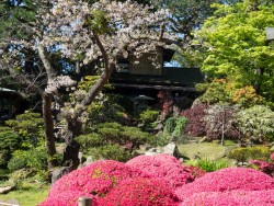 Golden Gate Park