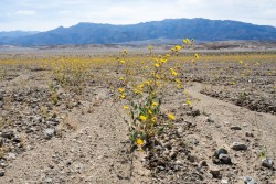 Death Valley