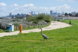 Crissy Field