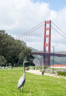 Crissy Field