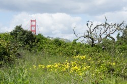 Golden Gate Bridge