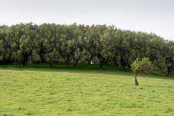 Drzewa oliwne