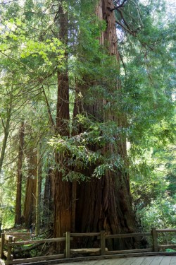 Muir Woods National Monument