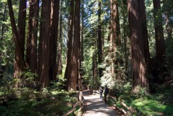 Muir Woods National Monument