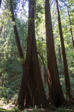 Muir Woods National Monument