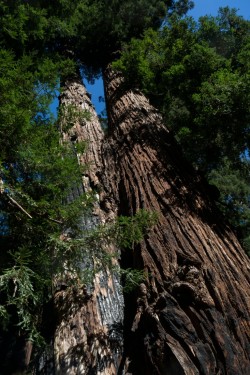 Muir Woods National Monument