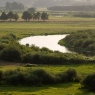 Narew