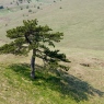 Zlatibor