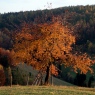 Beskid
