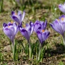 Krokusy