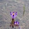 Krokusy