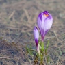 Krokusy