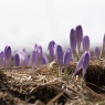 Krokusy