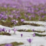 Krokusy